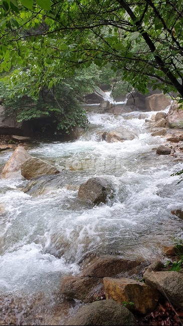 자연,숲,숲길,나무,흙,푸른숲,tree,산,계곡,water,물,nature,outdoors,stream,creek