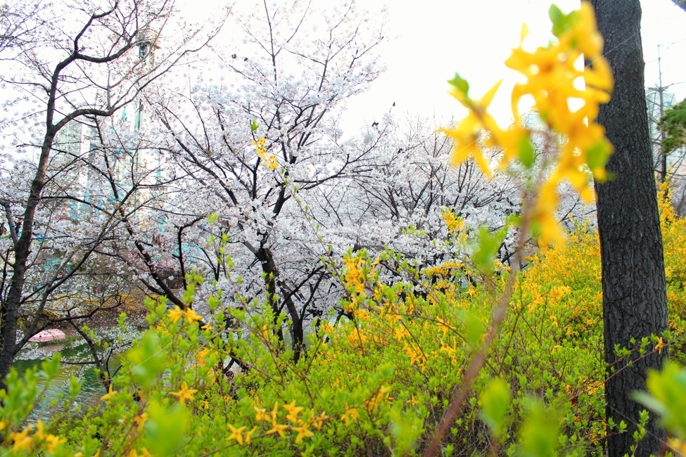 개나리,벚꽃,봄,풍경,나무,봄꽃,벚나무,꽃,식물,잎,자연,감성,힐링,cherryblossom