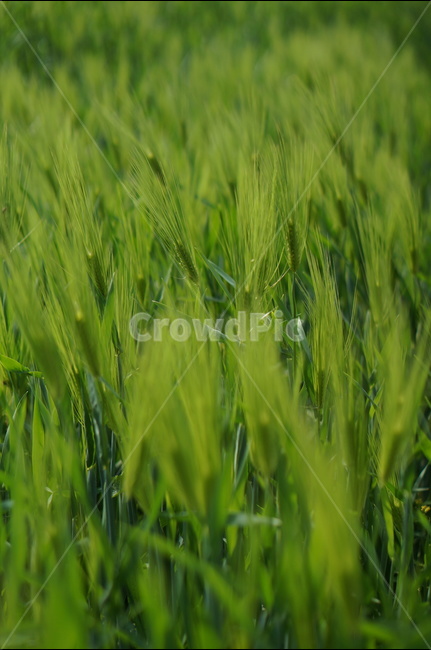청보리,녹색,봄,맑음,바람,식물,자연,plants,nature