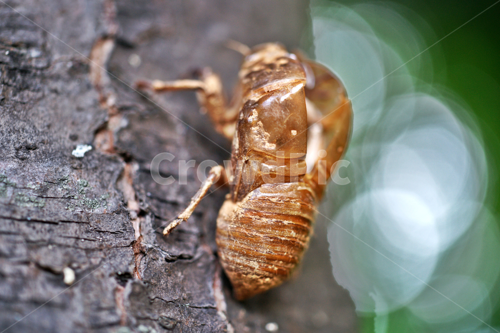 매미유충,매미,유충,변태,우화,탈피,껍질,곤충,곤충,벌레,insect,bug