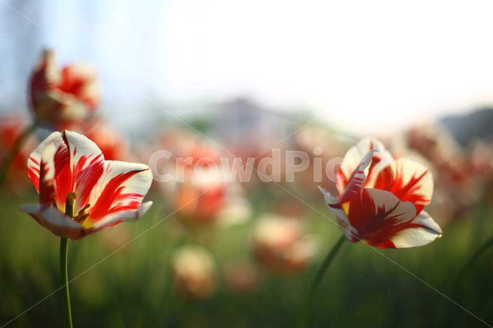 봄,꽃,튤립,노을,연지공원,햇살,꽃말,봄,계절,spring,season,식물,자연,plants,nature,꽃,flower,감성,sensible,feeling,plant