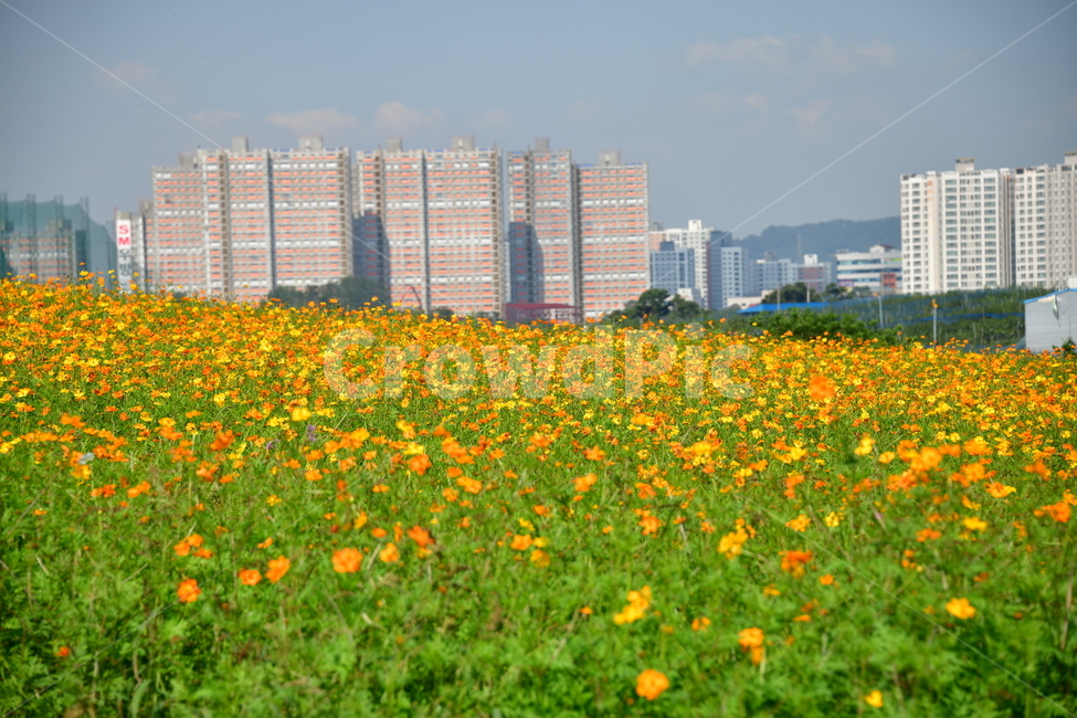 노랑,노란소스모스,가을,자연,코스모스,금계국,flower,plant,꽃,식물,자연,plants,nature,꽃,flower