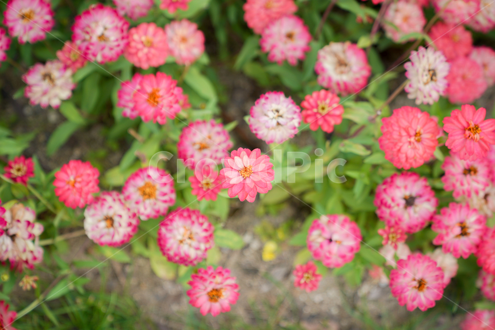꽃,정원,여름,봄,순천만정원,분홍꽃,핑크꽃,핑크,분홍,식물,자연,plants,nature,꽃,flower