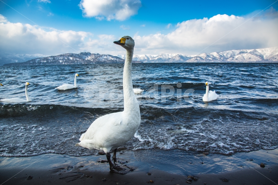고니,백조,조류,새,호수,겨울,겨울,계절,winter,season,동물,animal,조류,새,birds