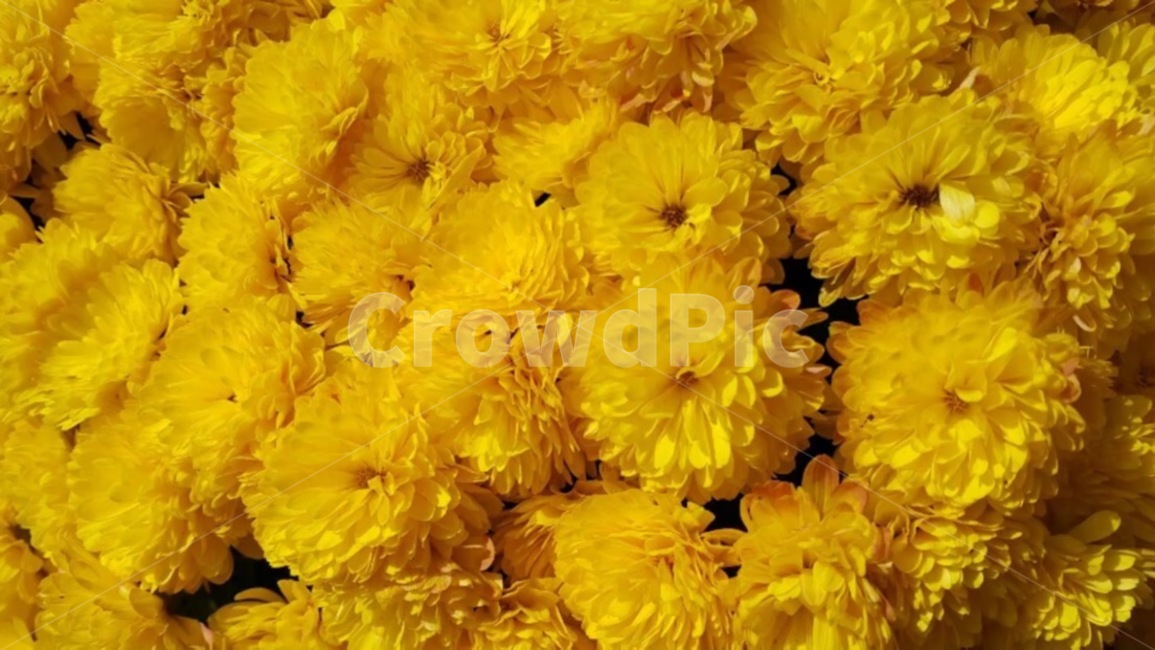 꽃,국화,노란꽃,꽃다발,flower,floral,yellow,bouquet,chrysanthemum,nature