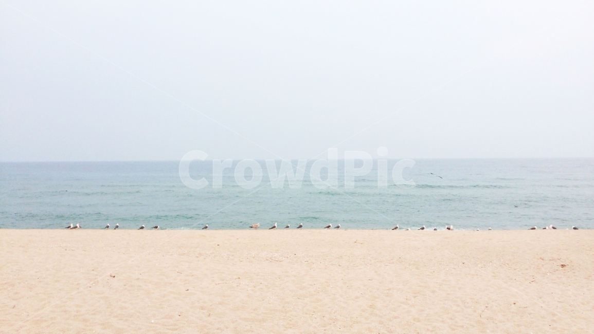 바다,갈매기,행군,파도,감성사진,속초,강원도,자연,풍경,nature,landscape,해변,바다,beach,sea