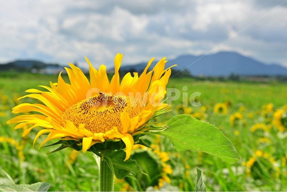 plant,식물,flower,blossom,꽃,sunflower,해바라기,날씨,구름,하늘,해남,마산,간천지,간척지해바라기밭,해바라기밭,마산해바라기밭