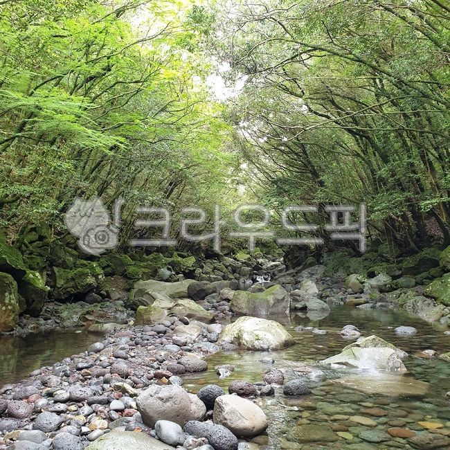 숲,숲속,계곡,계곡물,맑은물,바위,초목,나무,숲풍경,숲속풍경,계곡풍경,돌