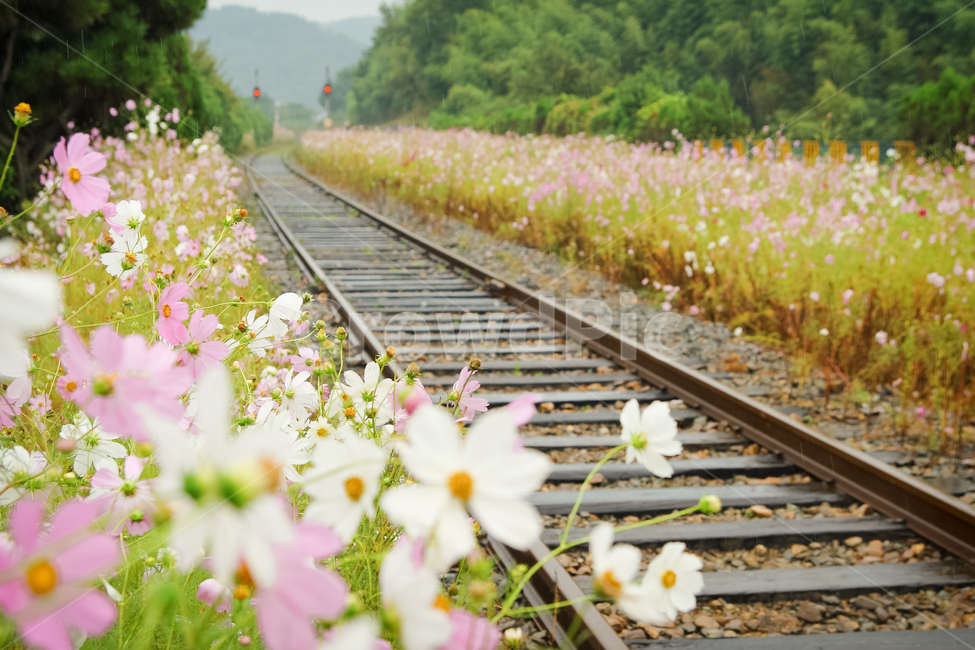 기차길,코스모스,핑크,가을꽃,식물,풀,기차,가을,cosmos,flowers,꽃길,가을,계절,fall,autumn,season,교통,교통수단,traffic,transportation,rail,레일,train track,기찻길,railway,철도