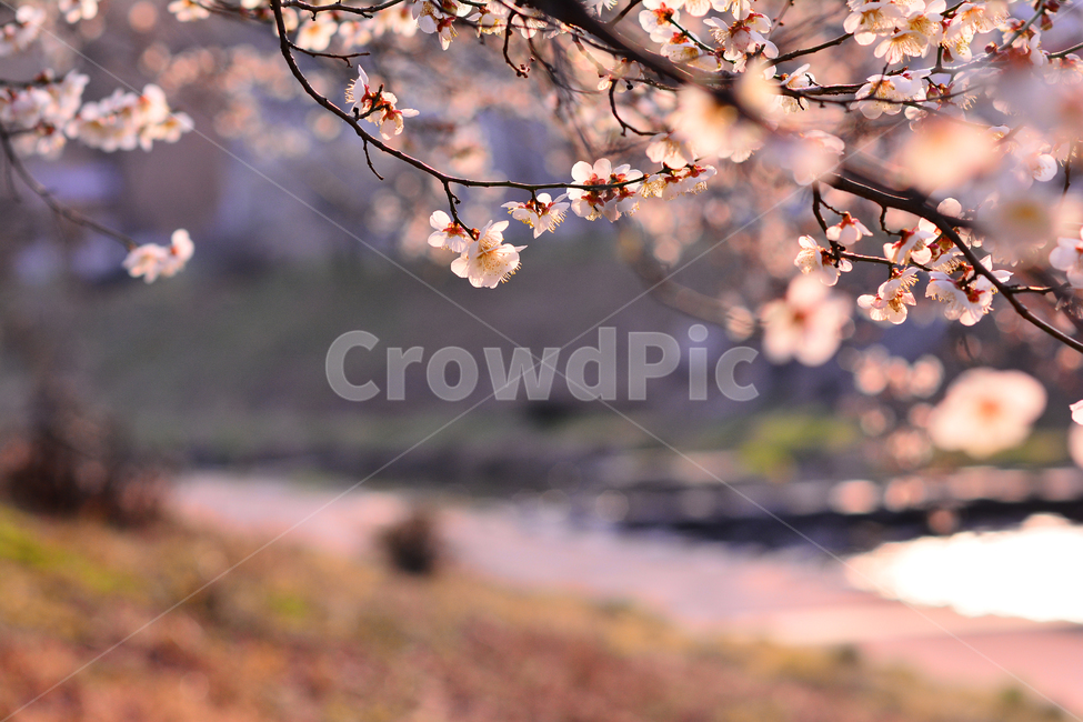 flowers,apricot flower,March,april,spring,spring flowers,outdoor,background,sight,season,plum blossom