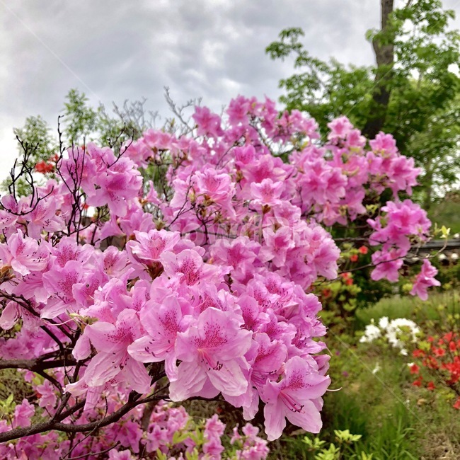 꽃,자연,식물,flower,풍경