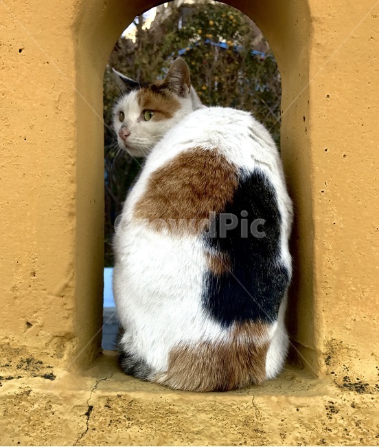 고양이,길고양이,코숏,코리안숏헤어,고양이휴식,동물,animal,포유류,mammal,고양이,cat,kitten,kitty