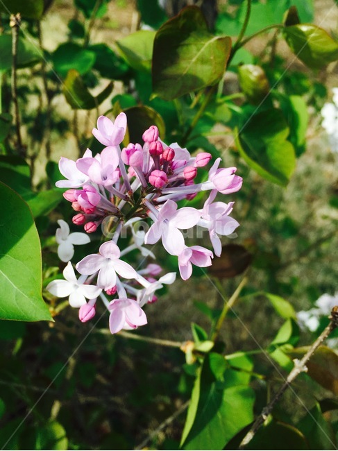꽃,식물,자연,flower,nature,분홍색,pink,흰색,white,식물,자연,plants,nature,꽃,flower