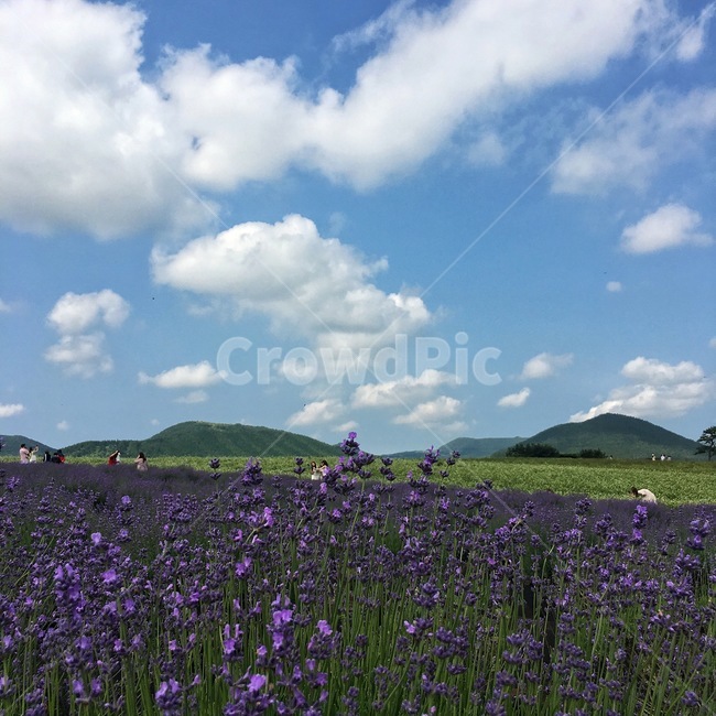 꽃길,꽃,하늘,flowerroad,flower,풍경,제주,일상,동네,sky,daily,view,jeju