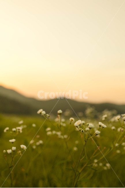 코스모스,노을,아름다움,flower,cosmos,식물,자연,plants,nature,꽃,flower,감성,sensible,feeling