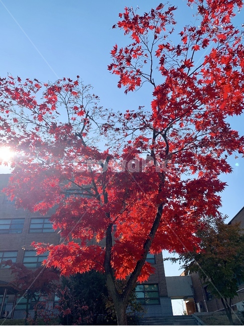 tree,나무,plant,식물,maple,단풍