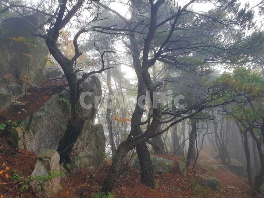 나무,나무줄기,tree,안개,아침,자연,신비
