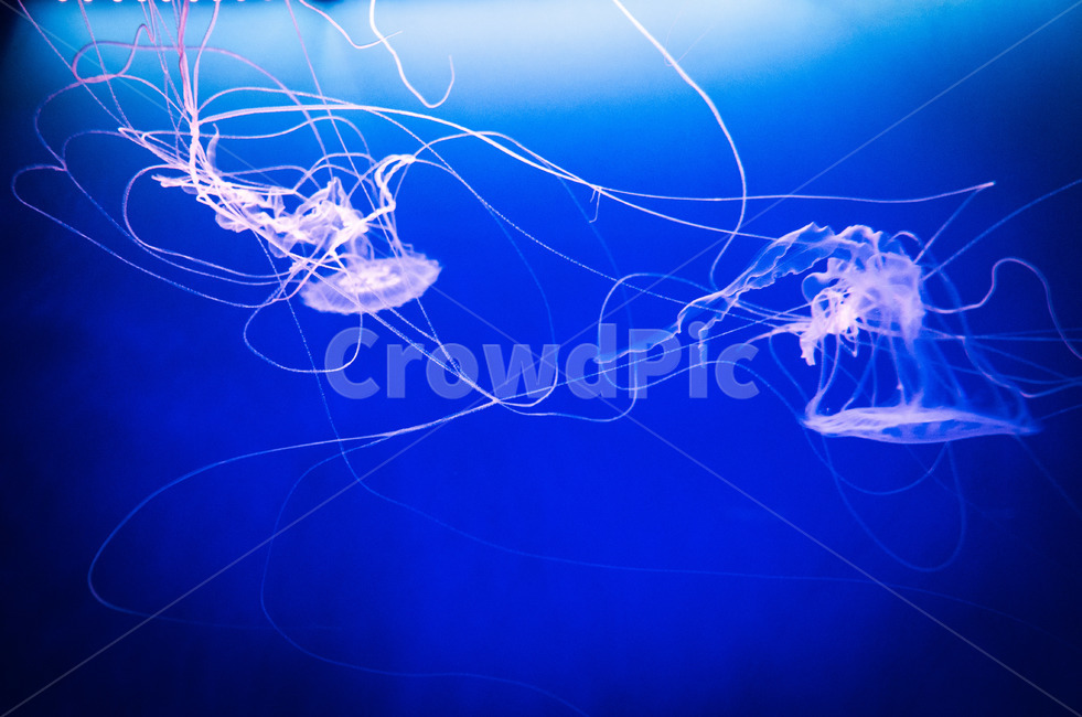 해파리,젤리피쉬,jellyfish,연체,투명,독성,조심