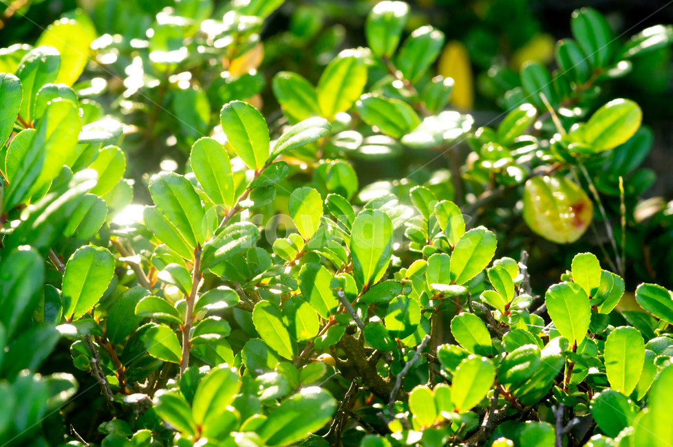 태양,잔디,풀,자연,공원,식물,자연,plants,nature
