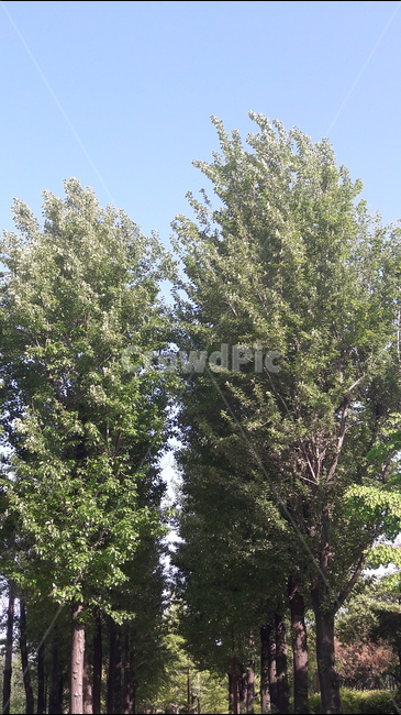 선유도,바람,나무,시원함,공원,식물,자연,plants,nature,나무,trees,wood