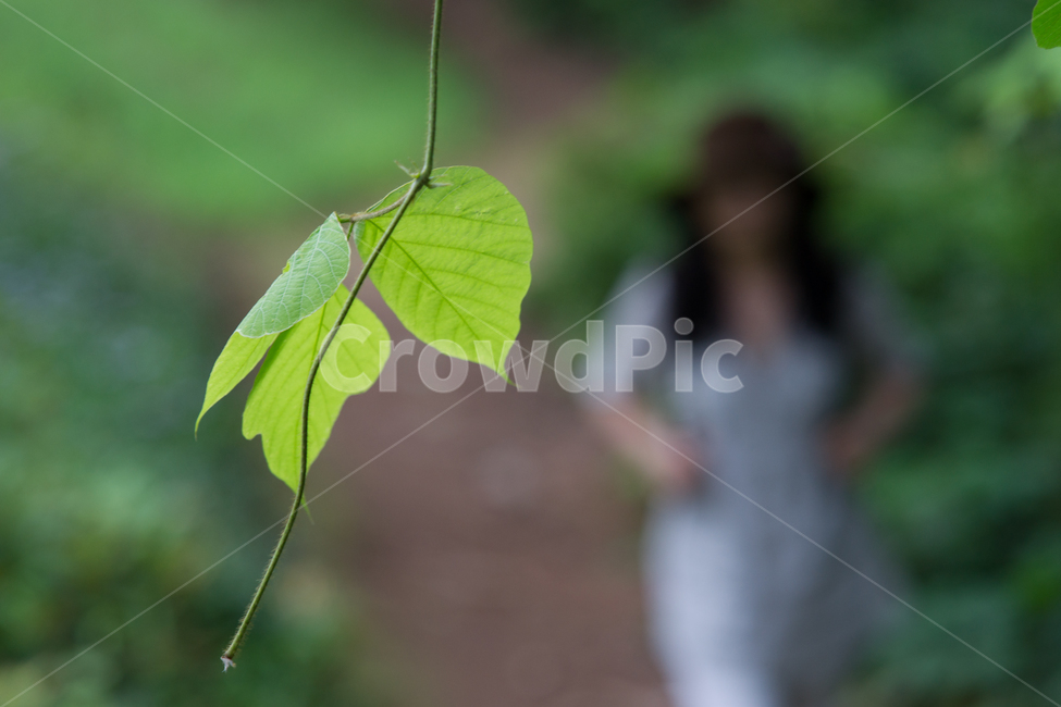 뒷배경,배경이미지,바탕,산책,실루엣,여인,칡넝쿨,배경