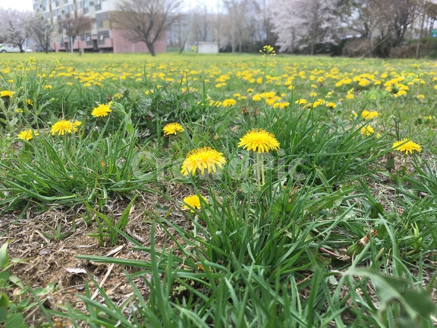 민들레,봄,꽃밭,nature,자연,목초지,봄꽃,입춘,식물,자연,plants,nature,꽃,flower