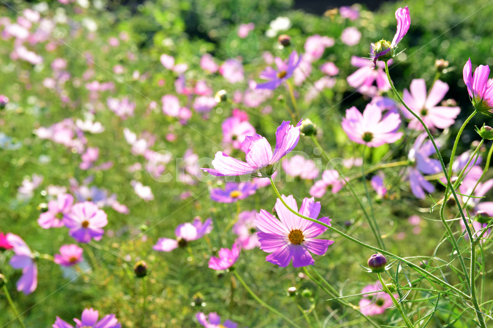 코스모스,코스모스꽃,꽃,가을,가을꽃,식물,국화과,꽃잎,cosmos,flower,fall,autumn,plant,blossom,petal,식물,자연,plants,nature,꽃,flower