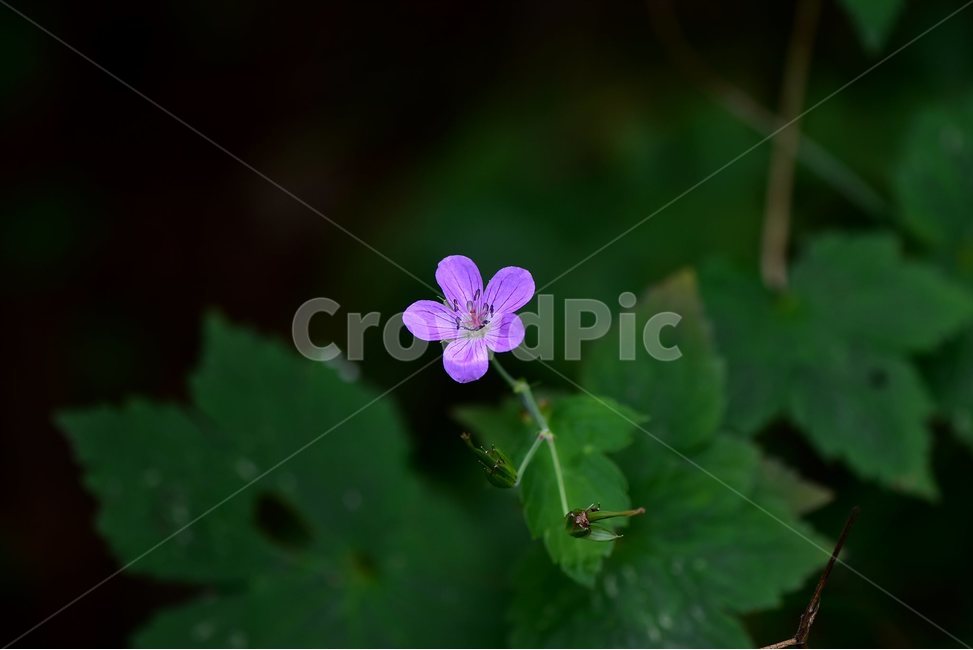 큰세잎쥐손이,야생화,식물,자연,꽃,생태,힐링,플라워,wildflower,flower,plants,nature,season,감성,느낌,emotion,feeling,여름,여러해살이풀,속씨식물,쌍떡잎식물,쥐손이풀목,분홍색,식물,자연,plants,nature,꽃,flower