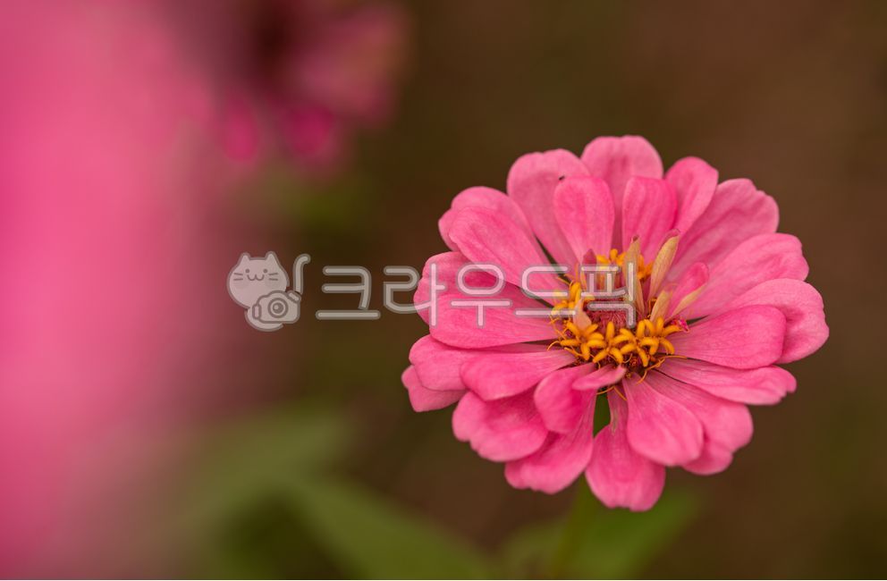 꽃,핑크색꽃,핑크,분홍색,백일홍,식물,자연,flower