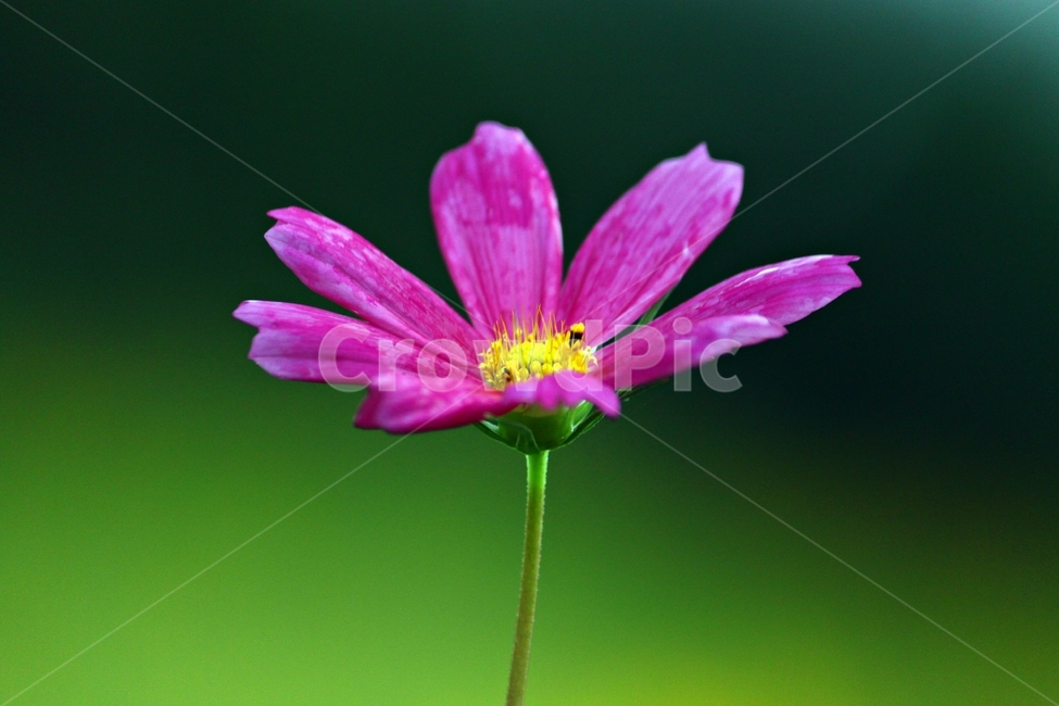 꽃,코스모스,접사,가을,색감,감성,아름다움,꽃내음,flower,cosmos,식물,자연,nature,보라색,purple,식물,자연,plants,nature,꽃,flower