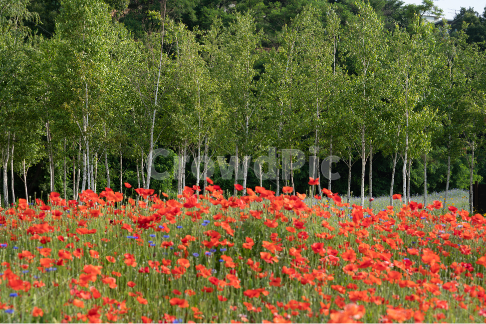 꽃,양귀비,풀,poppy,자연,flowers,natural,나무,숲,tree,foreset,자연,풍경,nature,landscape,식물,plants,꽃,flower,나무,trees,wood,plant