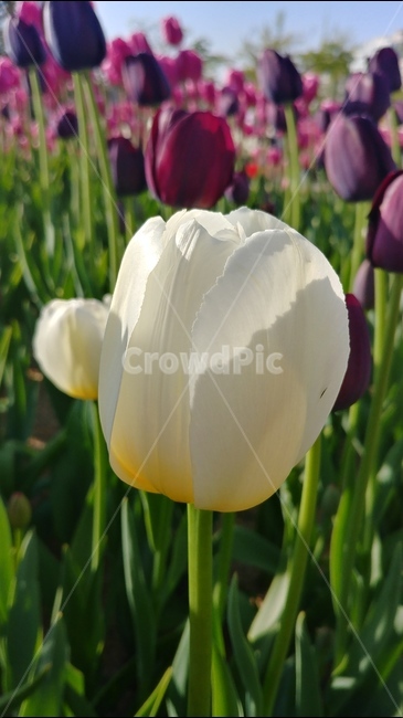 flower,튤립,tulip,분홍,흰꽃,식물,plants,꽃,flowers,spring,5월꽃,5월의꽃,봄,식물,자연,plants,nature,꽃,flower
