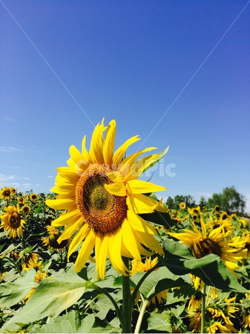 해바라기,하늘,꽃,노랑,풍경,sunflower,sky,식물,자연,plants,nature,꽃,flower