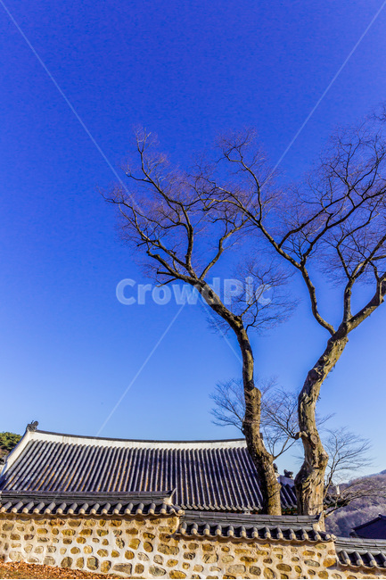 고궁,기와,선,고목,문화유산,건축,한국전통,한국문화,korean traditional,korean culture,식물,자연,plants,nature,나무,trees,wood,건축물,건물외관,exterior,building,structure,architecture,construction
