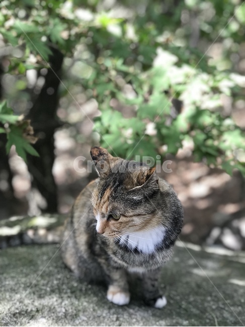 고양이,산,근접,동물,cat,동물,animal,포유류,mammal,고양이,cat,kitten,kitty