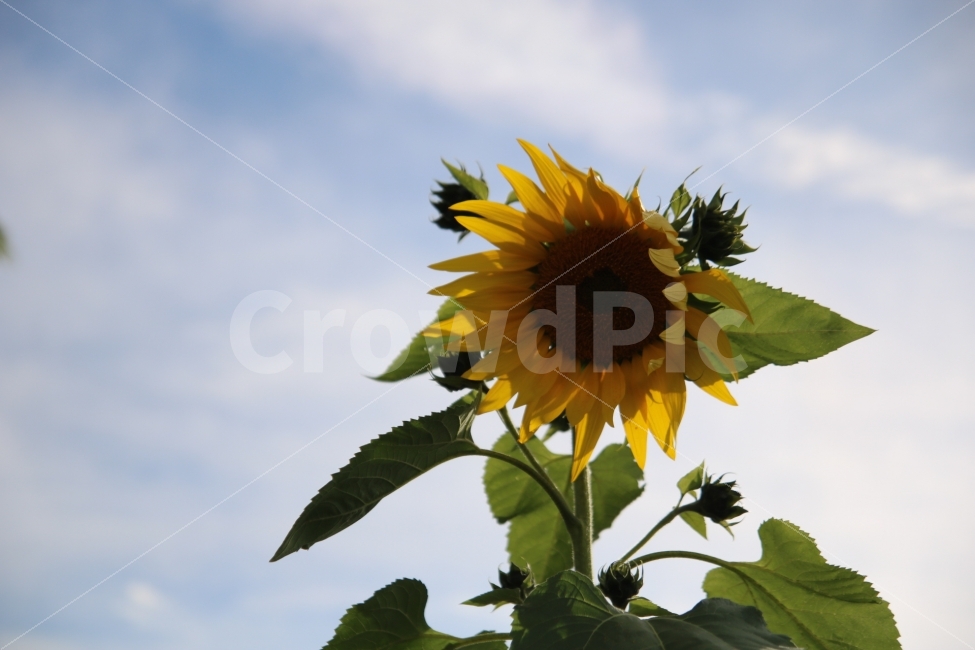 해바라기,꽃,가을,flower,해바라기꽃,식물,꽃사진,가을분위기,하늘공원,해바라기밭,상암동하늘공원,하늘공원해바라기,식물,자연,plants,nature,꽃,flower