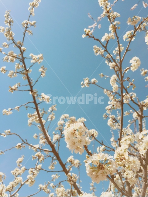 plant,식물,봄꽃,봄,하늘