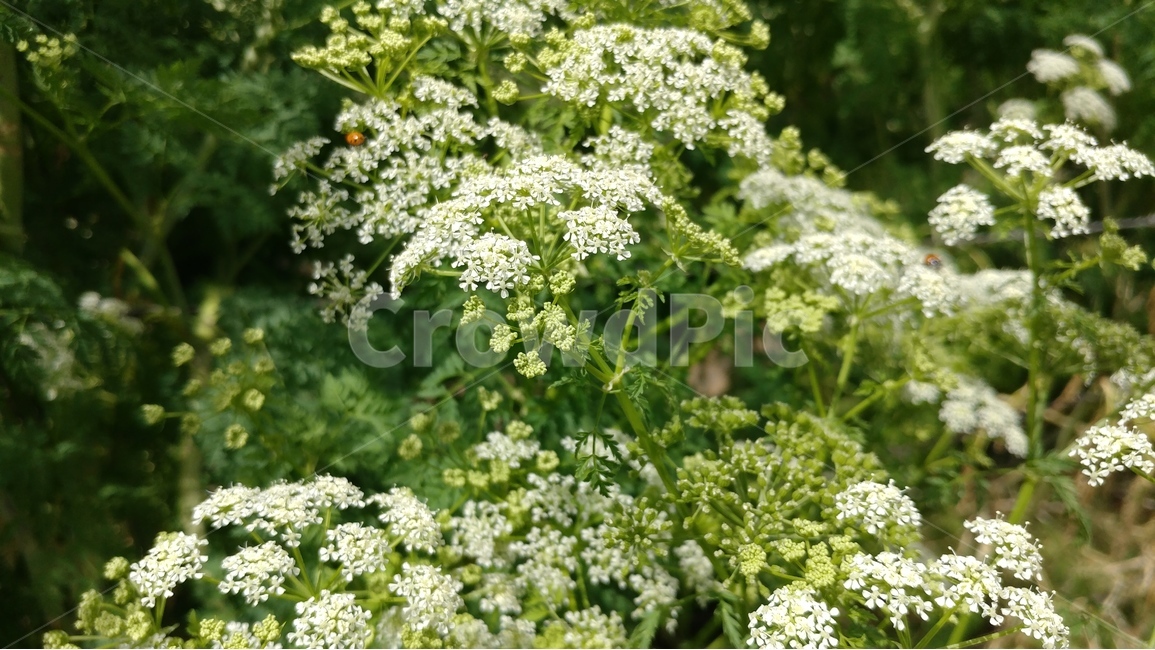 봄,꽃,봄꽃,딜,봄볕,식물,봄,계절,spring,season,식물,자연,plants,nature,꽃,flower,plant,food,음식,seasoning,양념,dill