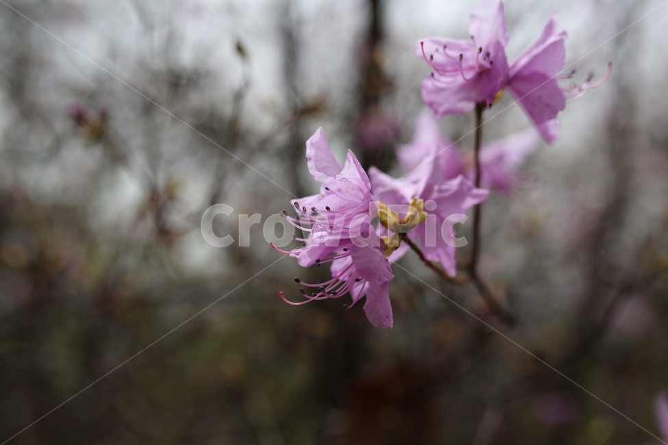 진달래,봄꽃,분홍색,식물,원미산,봄,계절,spring,season,식물,자연,plants,nature,꽃,flower,plant,blossom