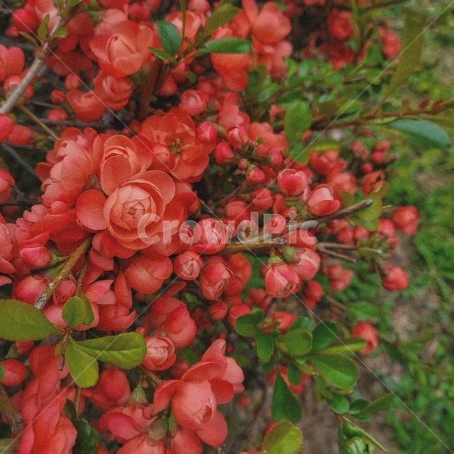 봄,꽃,봄꽃,다홍색,감성,식물,plant,레트로,retro,감성사진
