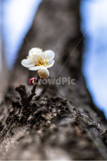 봄,꽃,매화,청매화,산책,축제,봄,계절,spring,season,식물,자연,plants,nature,꽃,flower,plant
