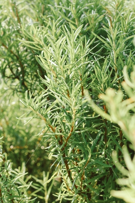 허브,로즈마리,녹색,식물,자연,plant,rosemary,nature,식물,자연,plants,nature,감성,sensible,feeling