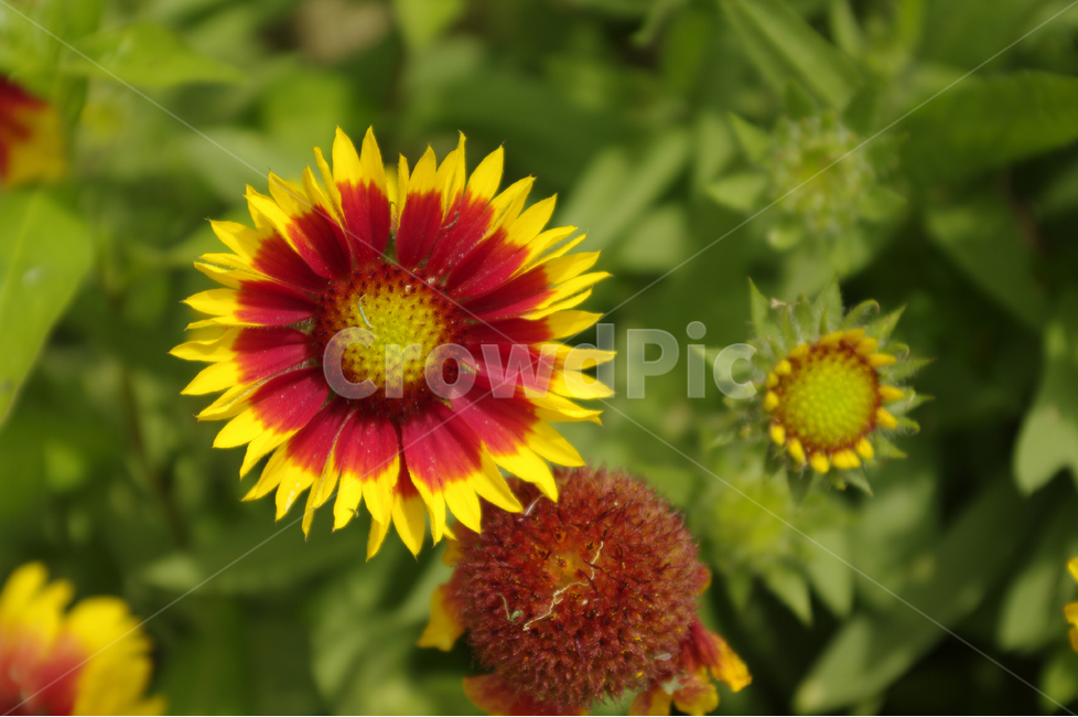 기생초,꽃,식물,flower,color,nature,자연,식물,자연,plants,nature,꽃,flower
