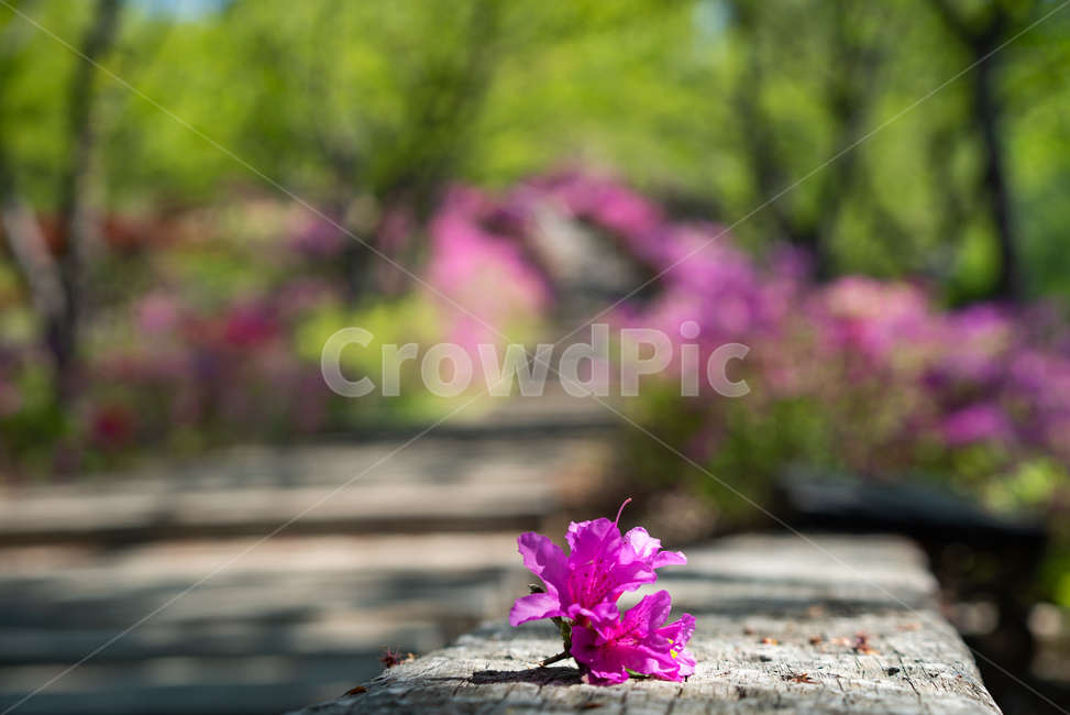 flower,꽃,blossom,의자꽃,벛꽃