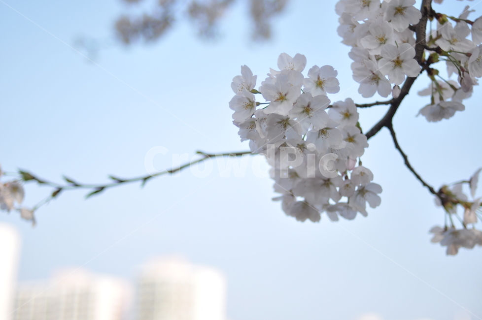 봄,풍경,꽃,봄풍경,나무,꽃나무,봄,계절,spring,season,식물,자연,plants,nature,꽃,flower,plant,blossom