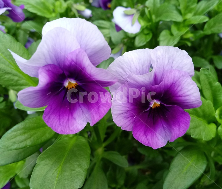 팬지,pansy,제비꽃과,한해살이풀,식물,관상용,보라색꽃