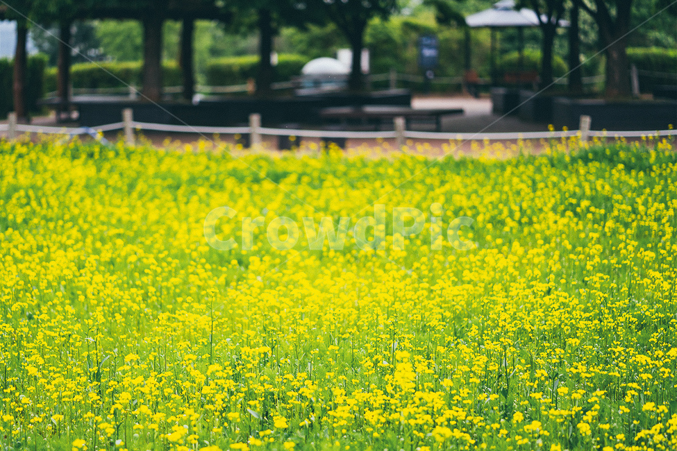 노란색,유채꽃,식물,꽃,봄,봄꽃,풍경,봄,계절,spring,season,field,들,outdoors,옥외,grassland,목초지,nature,자연