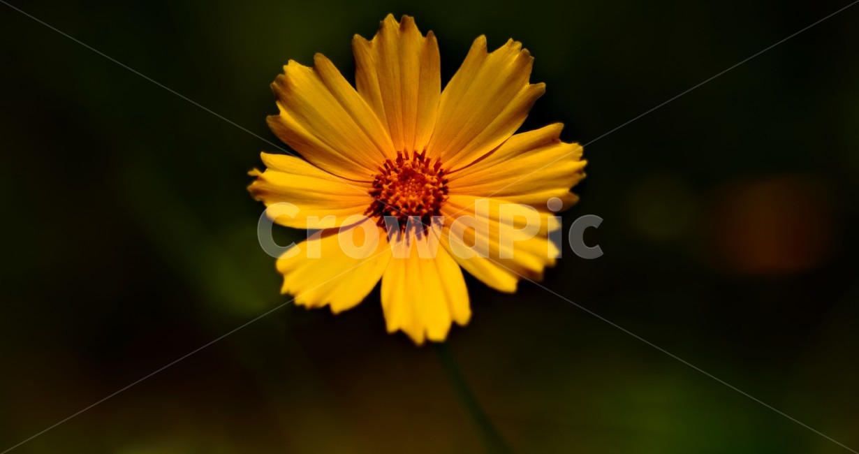 Chrysanthemum,affix,marigold,yellow flower