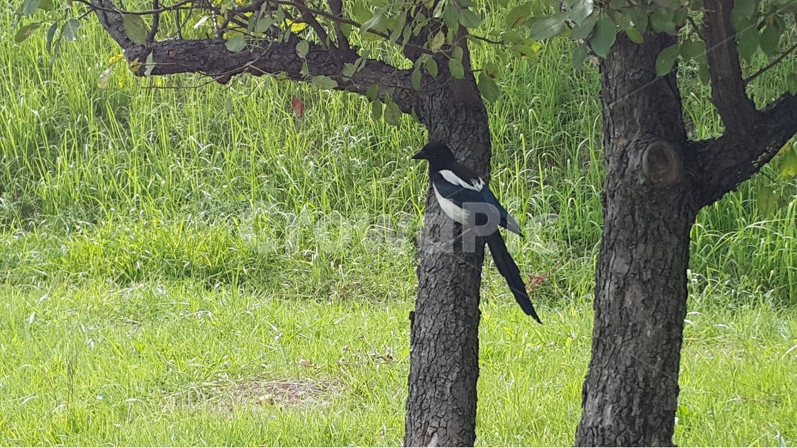 animal,동물,bird,새,까치,kkichi,동물,animal,조류,새,birds