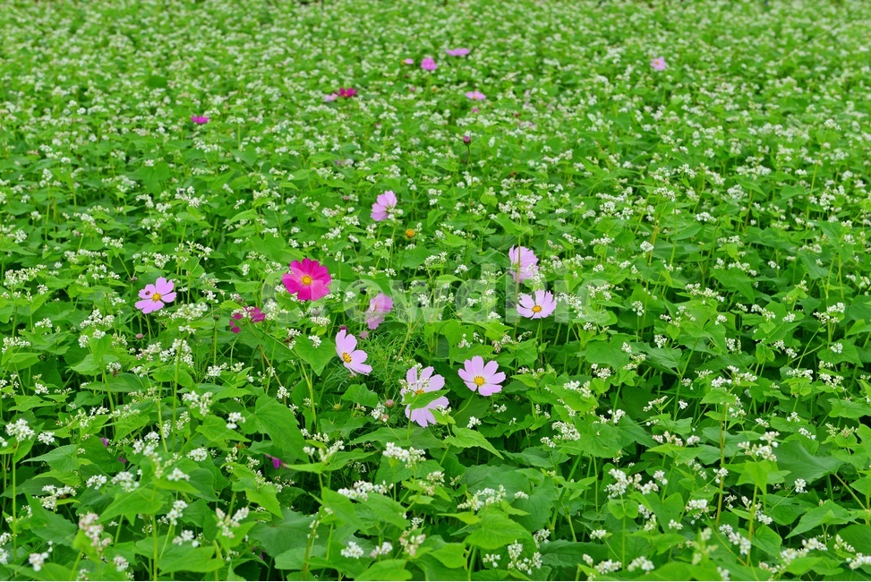 nature,자연,outdoors,옥외,plant,식물,field,들,farm,농장,rural,농촌,정읍,구절초공원,구절초,코스모스,메밀밭